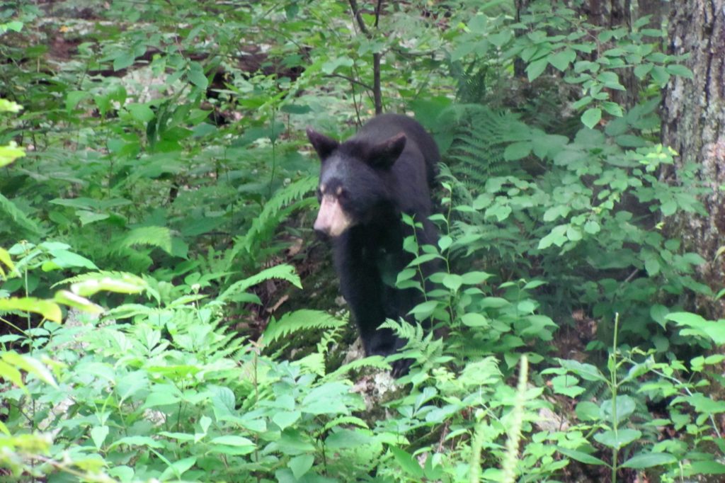 someone spots a black bear among the fauna along the river Downriver Canoe Company Shenandoah Valley River