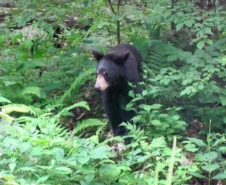 someone spots a black bear among the fauna along the river Downriver Canoe Company Shenandoah Valley River